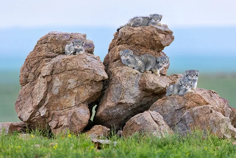 Runner-up - Amit_Eshel - Kittens on a rock