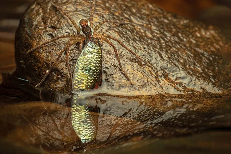 Runner-up - Kashyap Naresh Raval – Fishing Spider