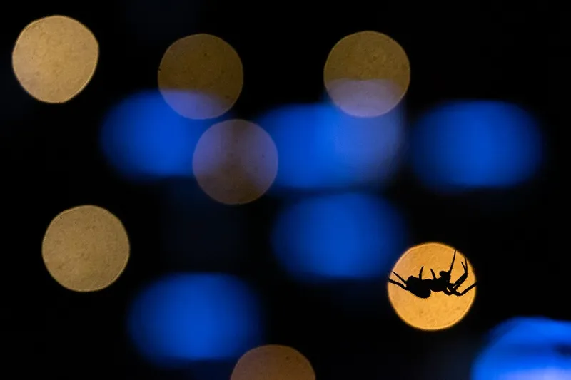 Runner-up – Young Photographer - Anirudh Kamakeri