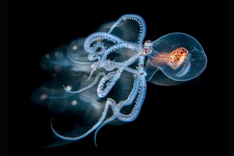 Second Runner-up – Creative Nature Photography – Magnus Lundgren