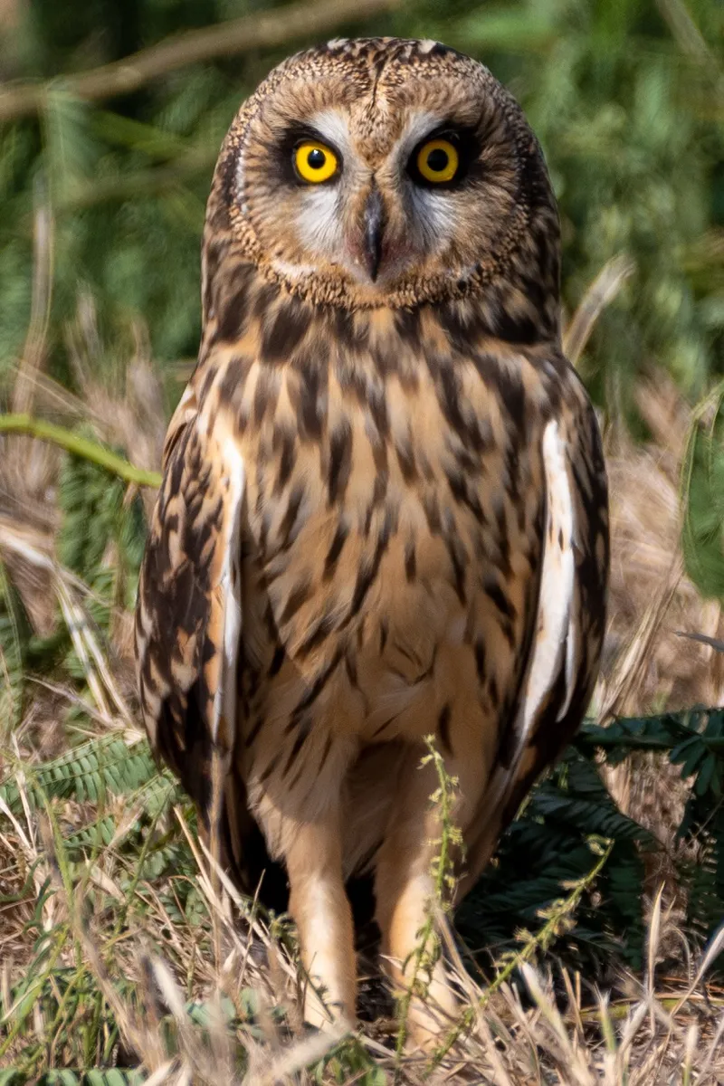 Short-Eared Owl 
