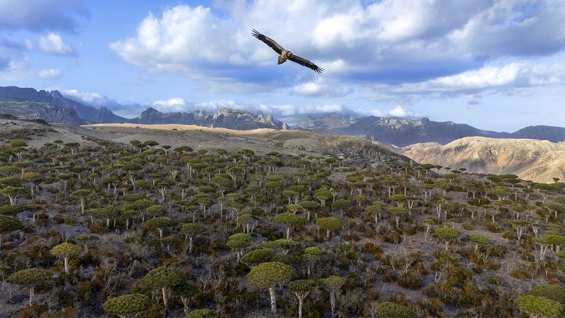 Special Mention - Dileep SS