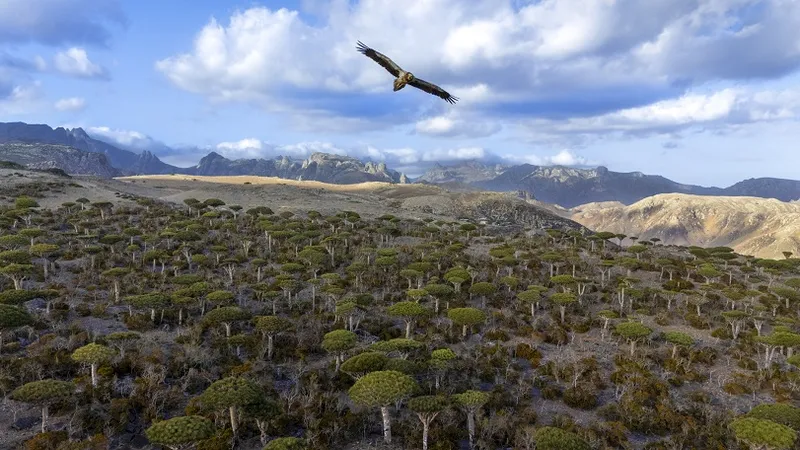 Special Mention - Dileep SS