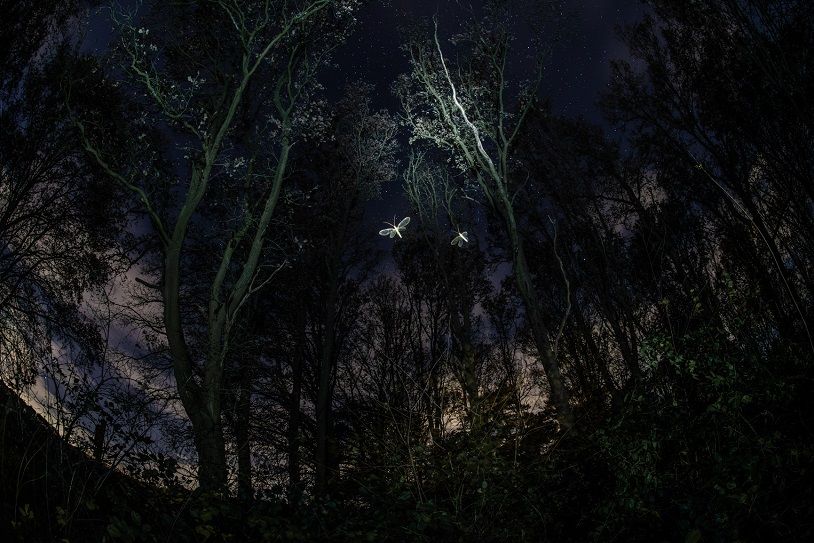 Special Mention - Eniko Kalovics