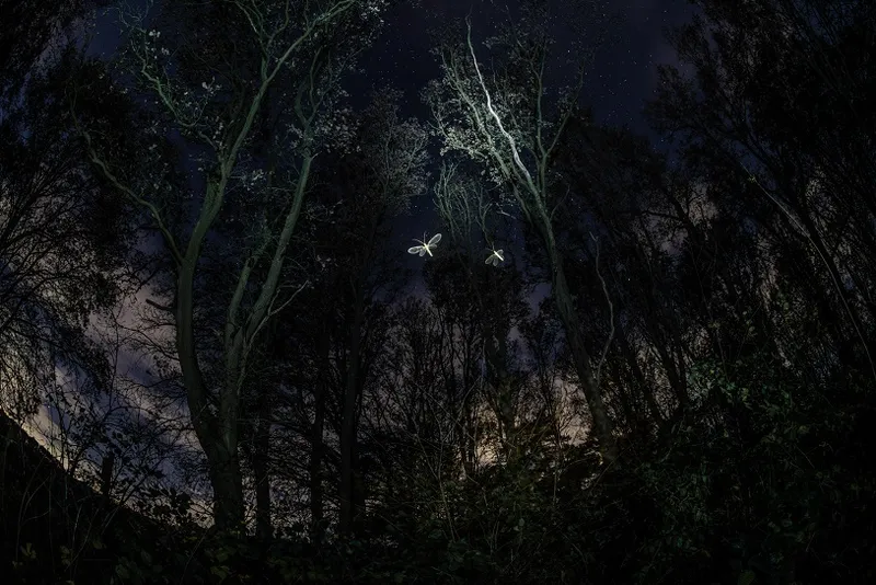 Special Mention - Eniko Kalovics