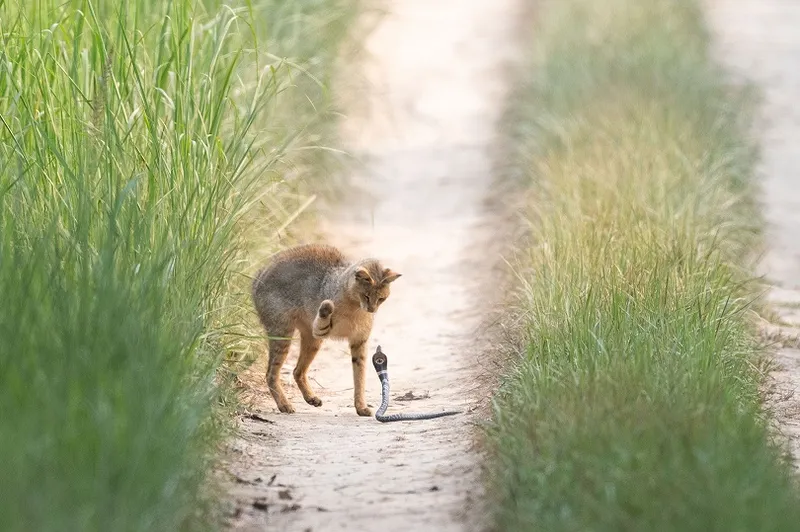 Special Mention - Rathna Varshini Choudhry