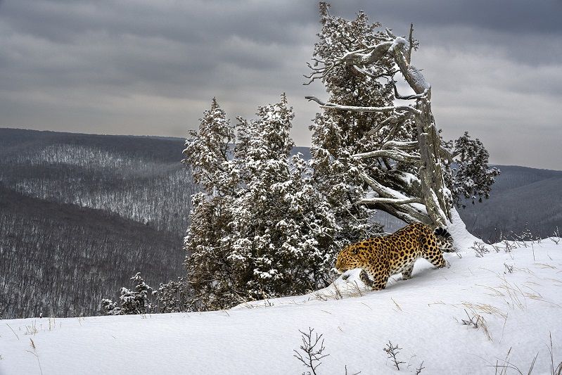 Special Mention - Sergey Gorshkov (2)