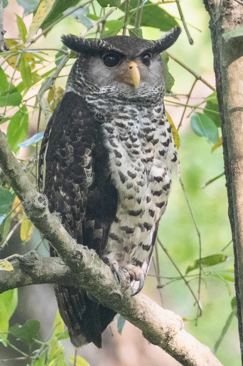 Spot-Bellied Eagle Owl