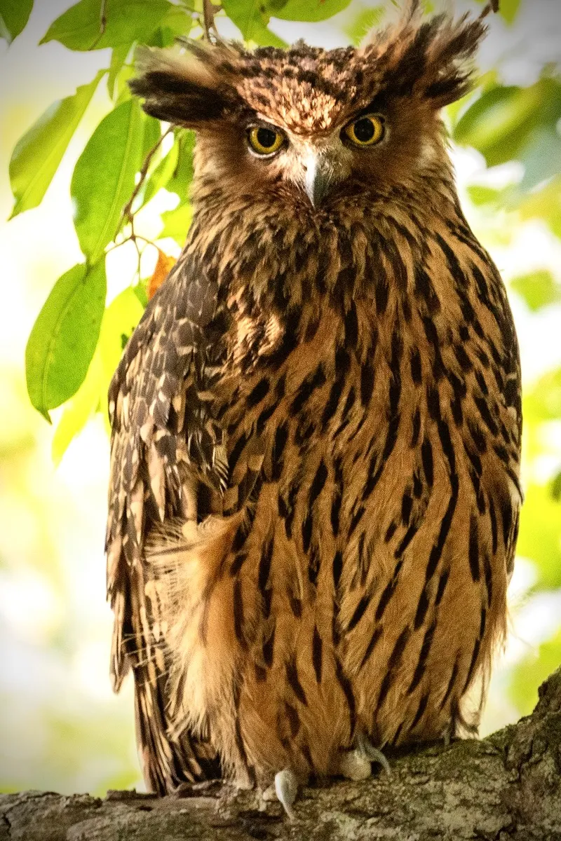 Tawny Fish Owl