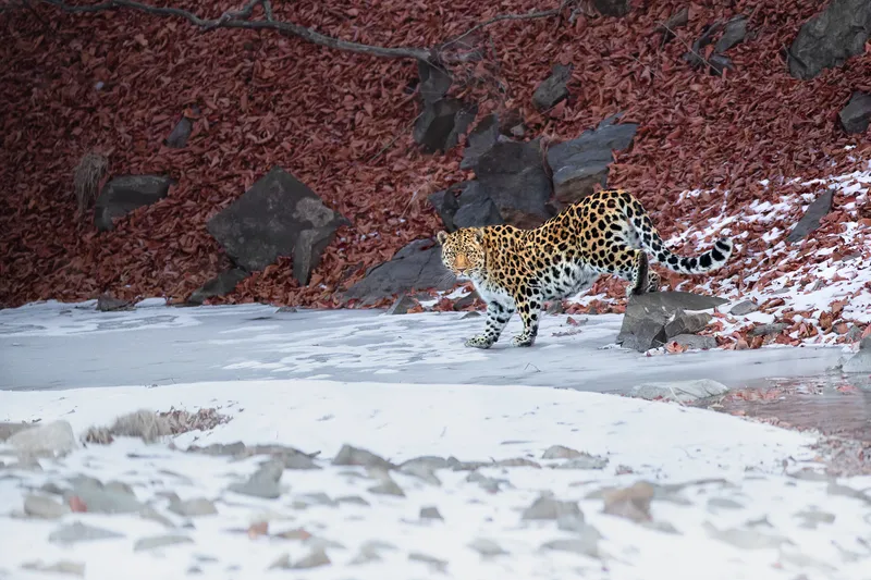 Thomas_Vijayan - The rarest amur leopard