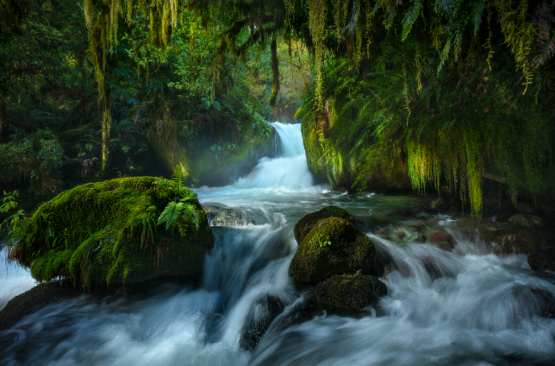 Treasures Of The Forest by William Patino, New Zealand