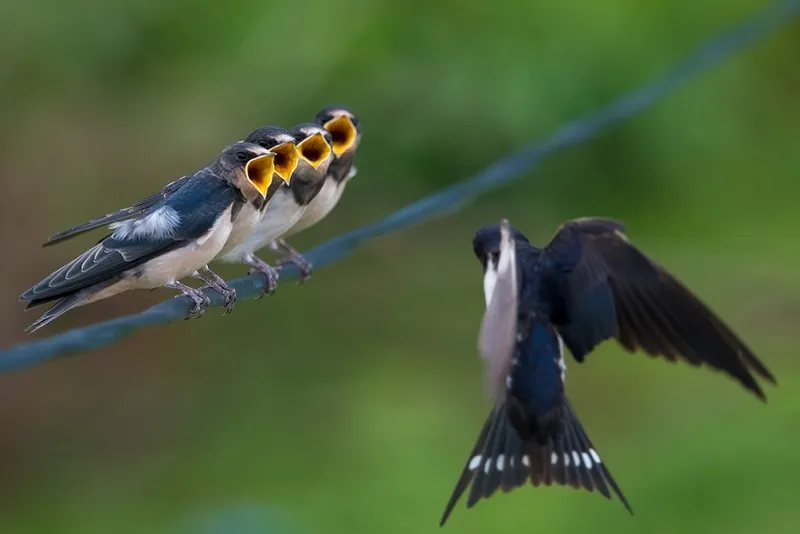 Photographer: Uttam Das
