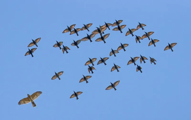 Vikas_Dogra - Shikra with starlings