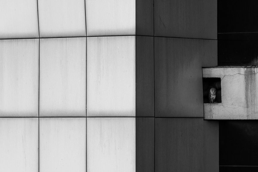 Wildscape and Animal Habitat - Sarthak Agrawal