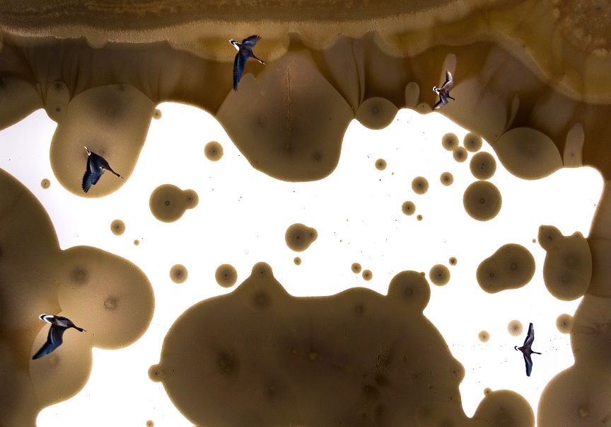 Wildscape and Animal Habitat - Tibor Litauszki