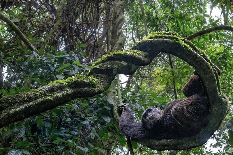 Winner-Animal Portrait - Federica Cordero