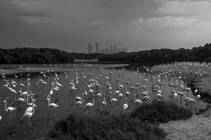 Winner-Coexistence - Sarthak Agrawal