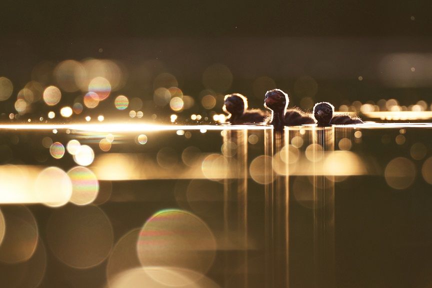 Young Photographer - Jomtup Charoenlapnumchai