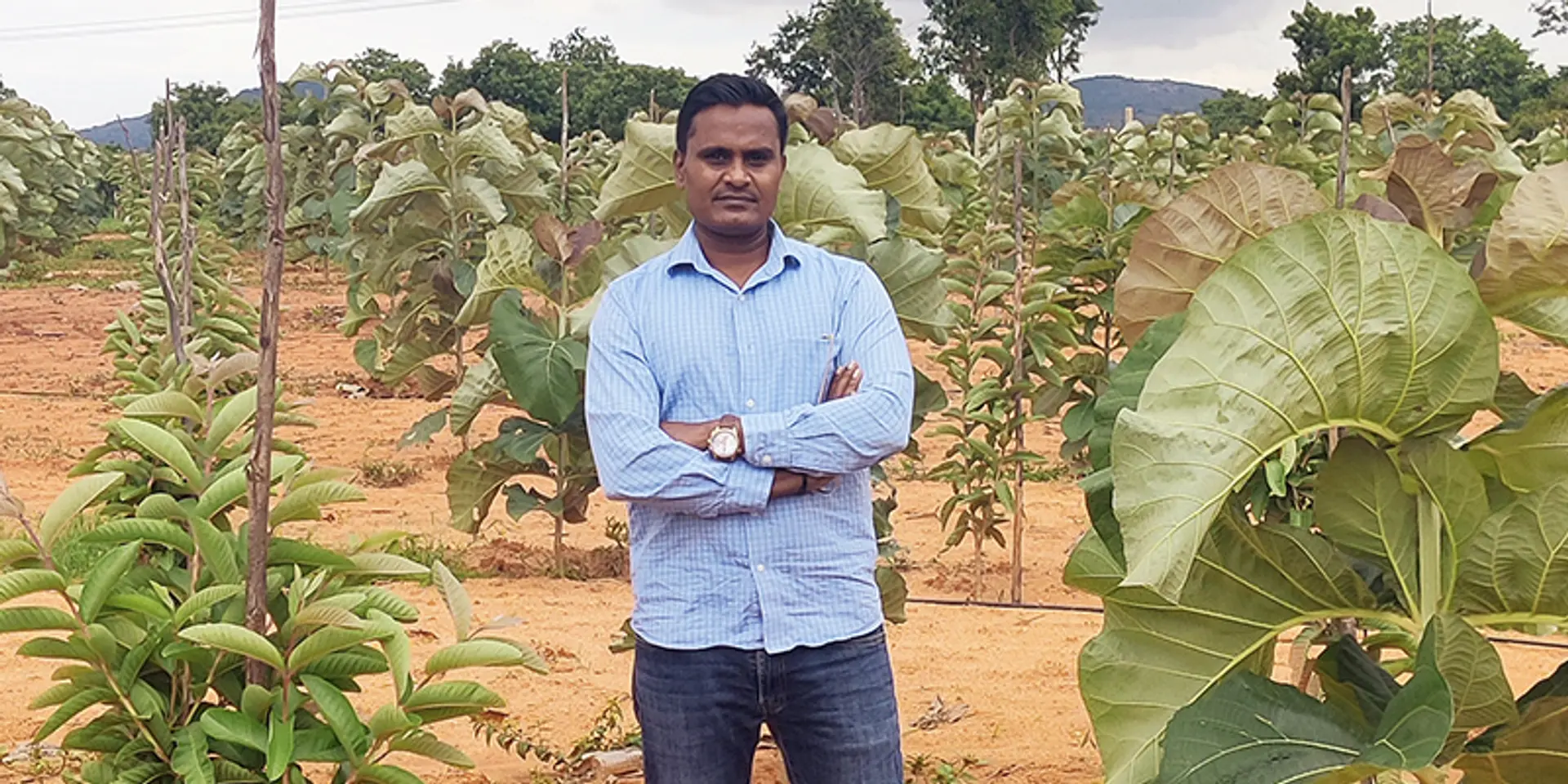 How Vibez Estates, an agro realty company enables investments in farmlands that are sustainable and financially viable