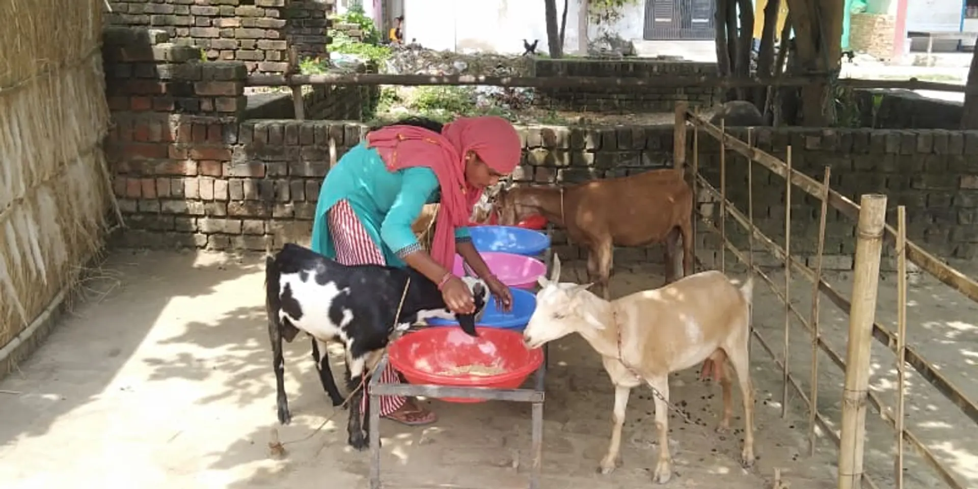 Empowering rural women through goat trading