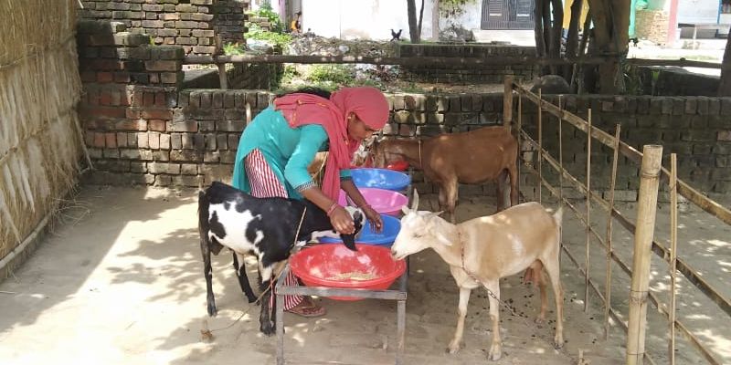 Empowering rural women through goat trading