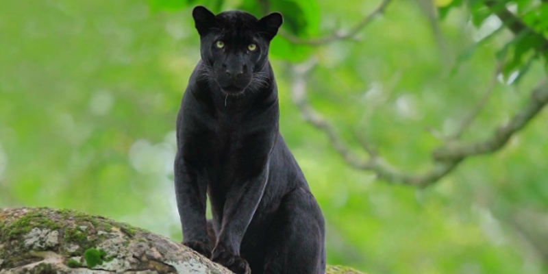 WATCH: Can AI and ML help spot panthers in the wild? Tourism startup WildTrails shows you how