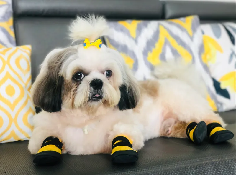 Indian startup makes shoes for pups and does to help prevent injuries and burns