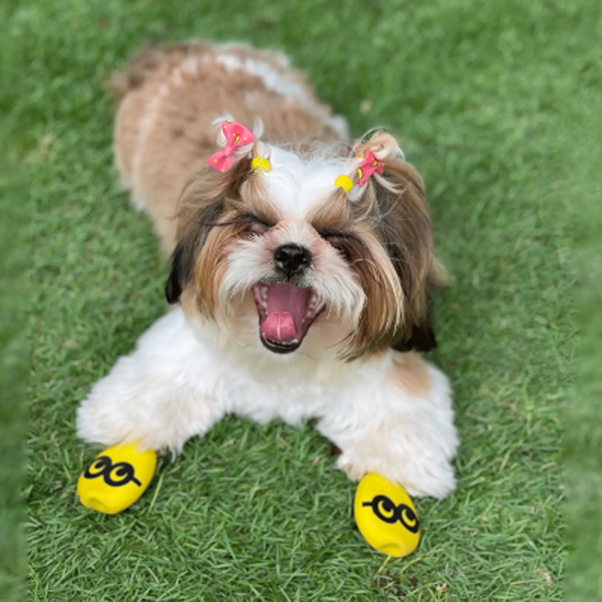 This startup designs shoes for dogs
