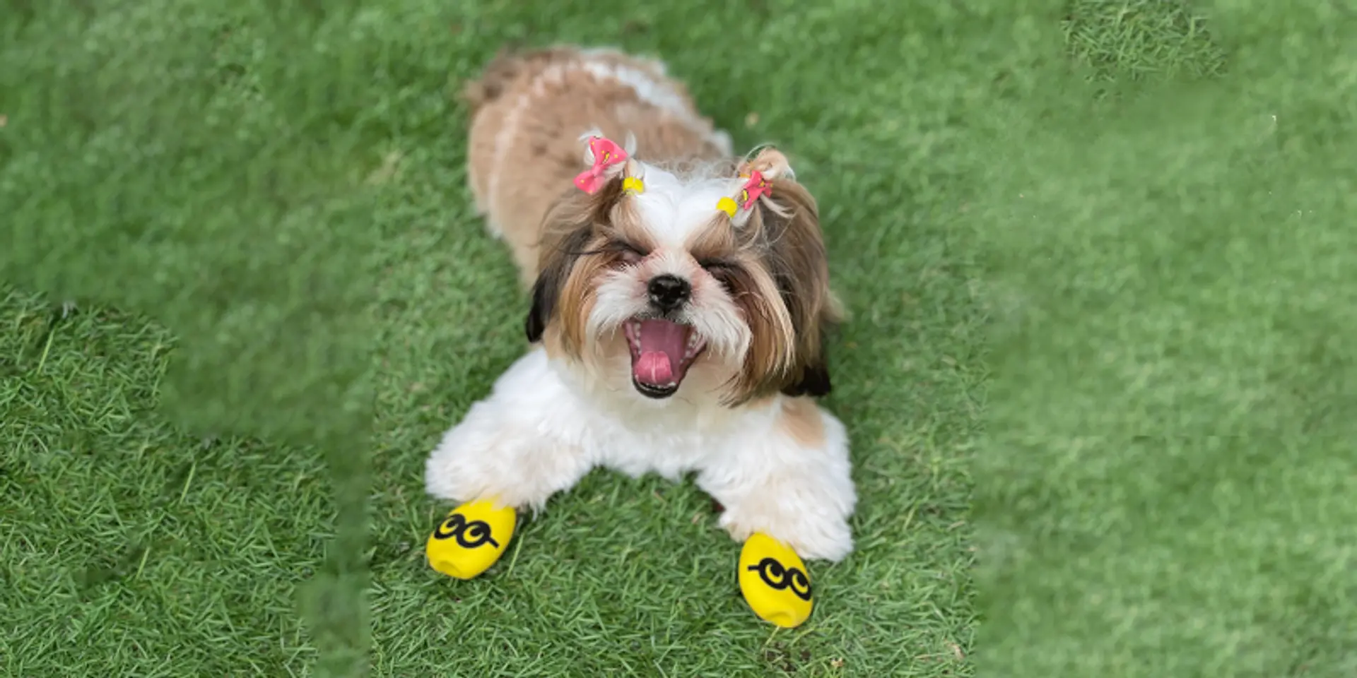 This startup designs shoes for dogs