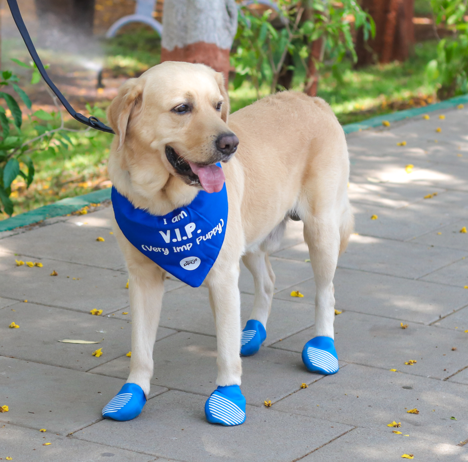 This startup designs shoes for dogs