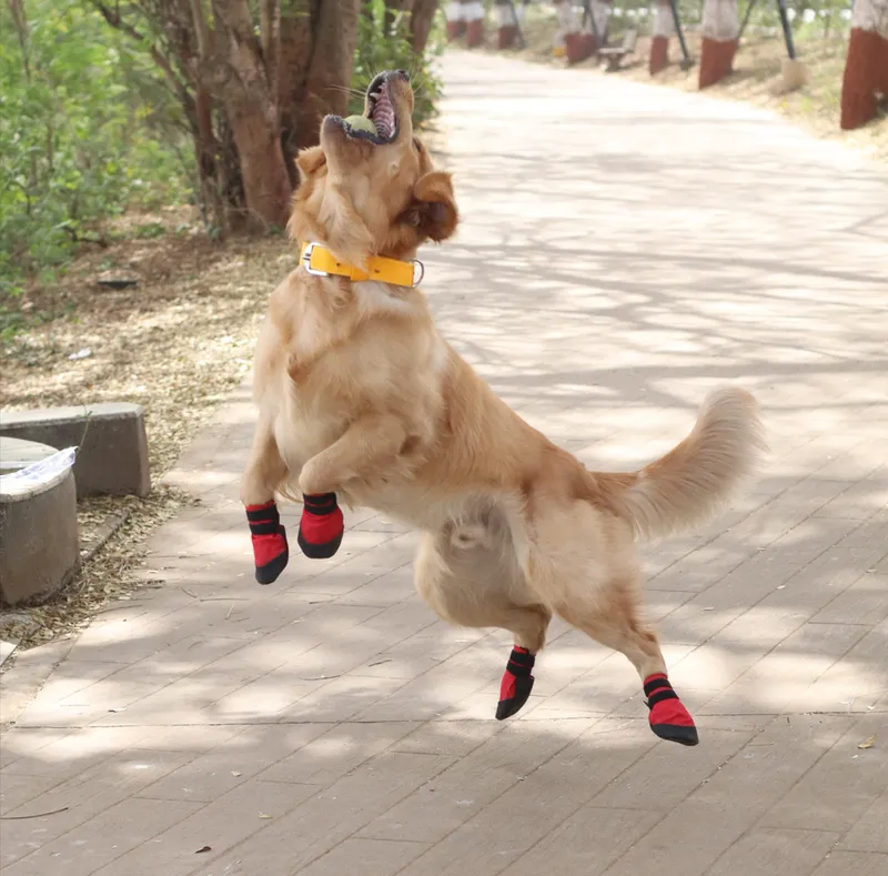 Indian startup makes dog and pup shoes to prevent injuries and burns