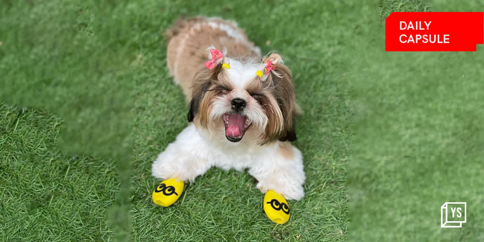 Shoes for dogs