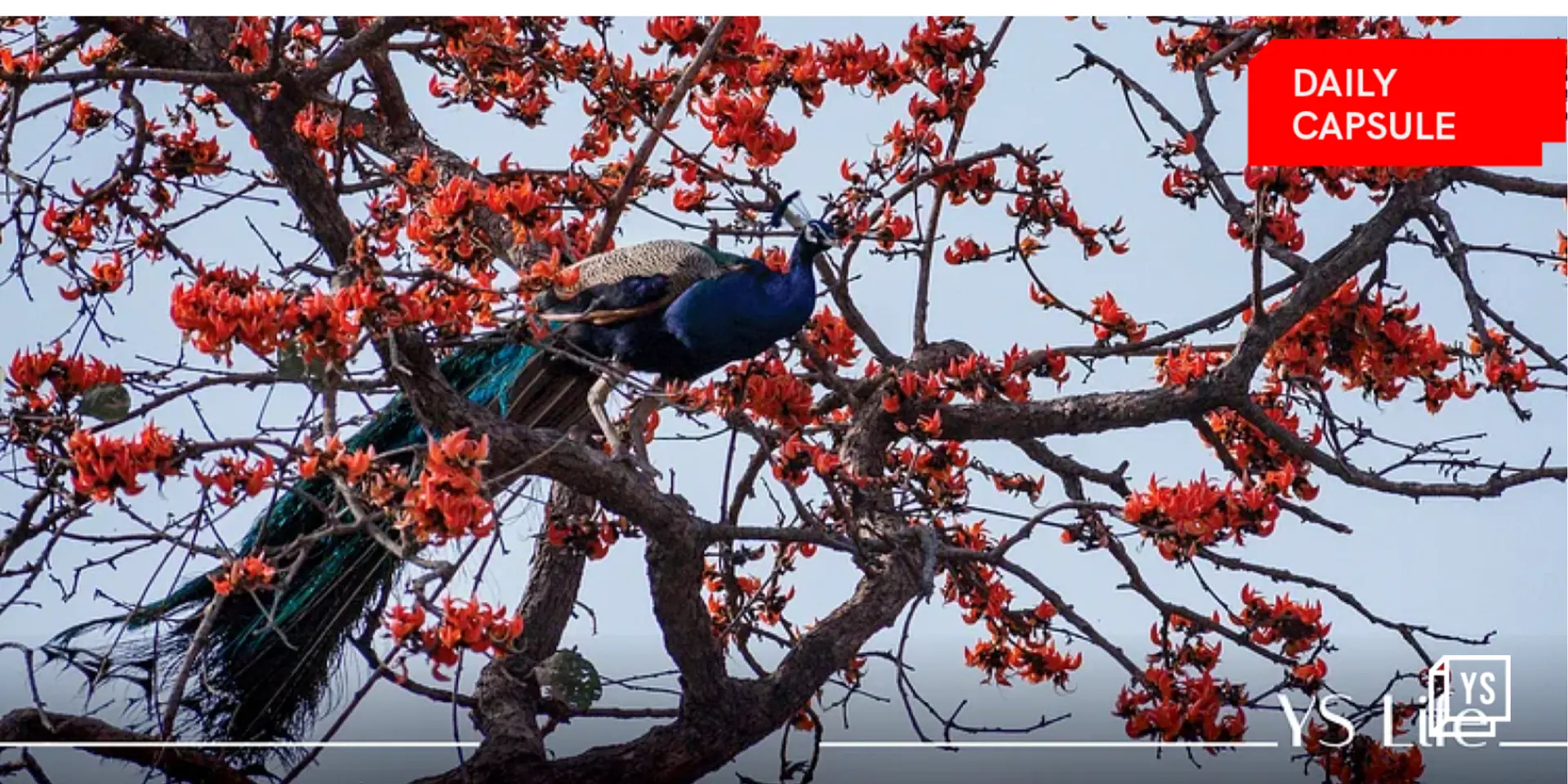 The many secrets of Sariska Tiger Reserve