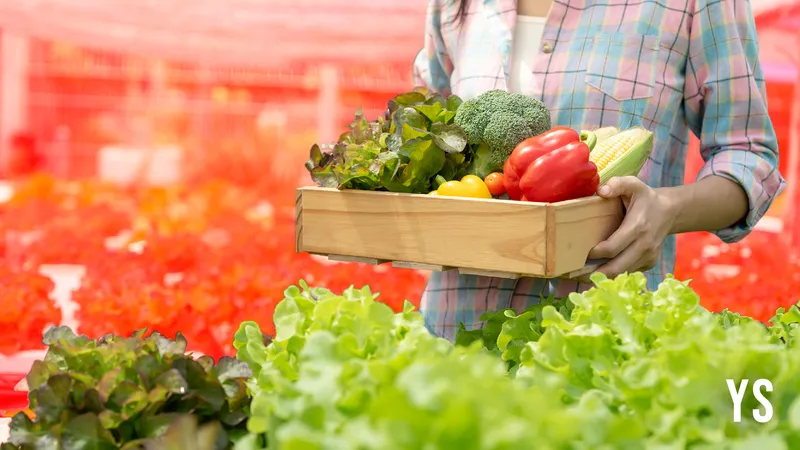 fruits vegetables farm