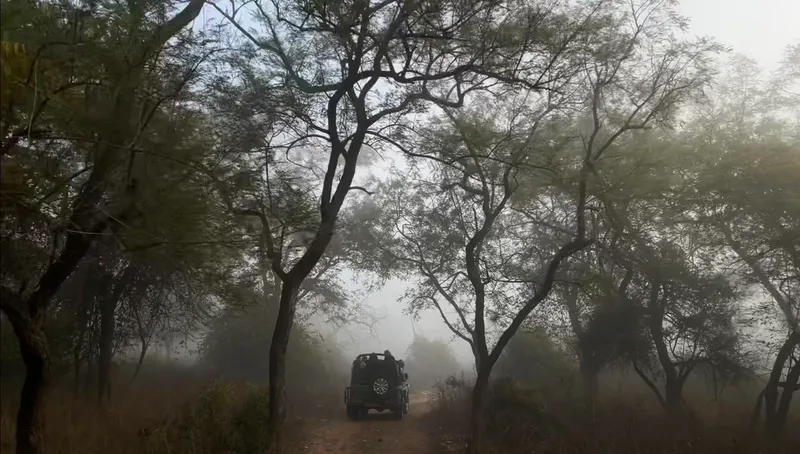 Sariska Tiger Reserve Safari
