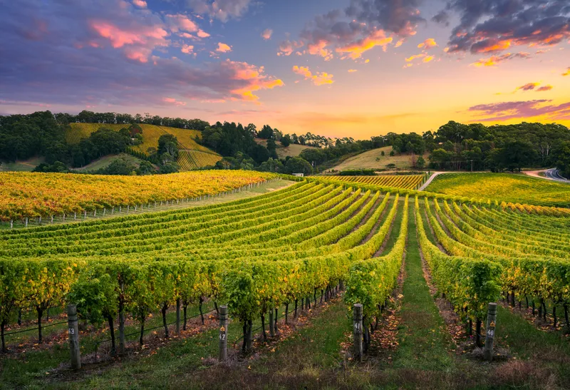Nashik Vineyard