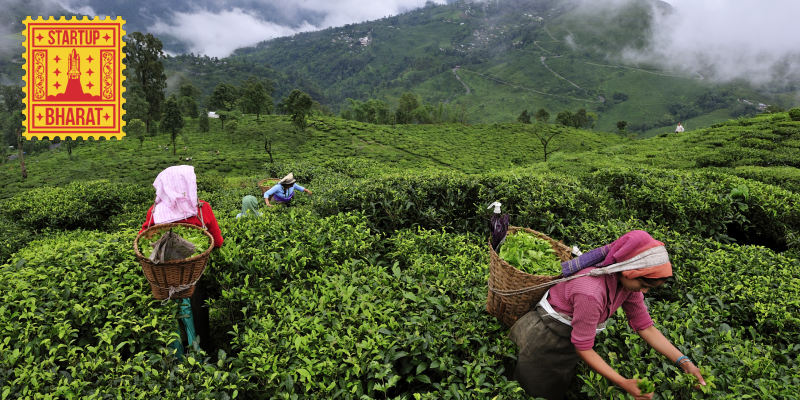 Tea garden