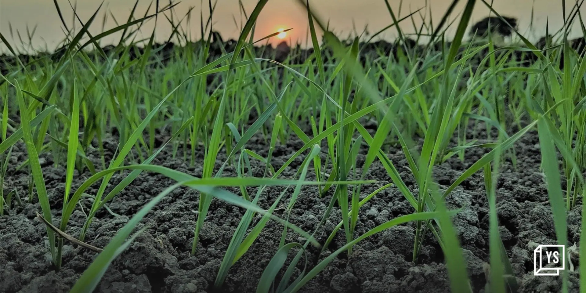 Carbon farming startup Grow Indigo raises $6M funding