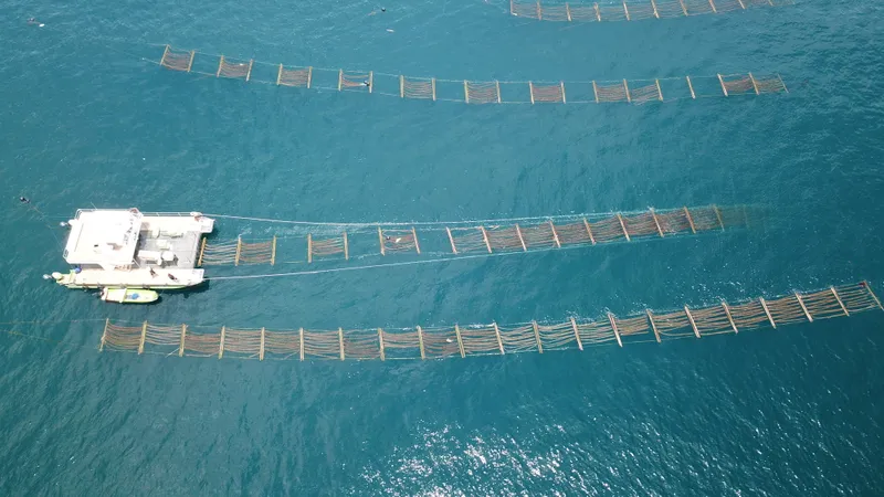 Sea6 Energy Sea Combine Seaweed Farm