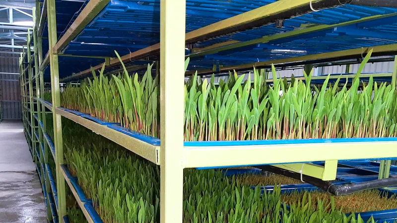 Shunya green fodder
