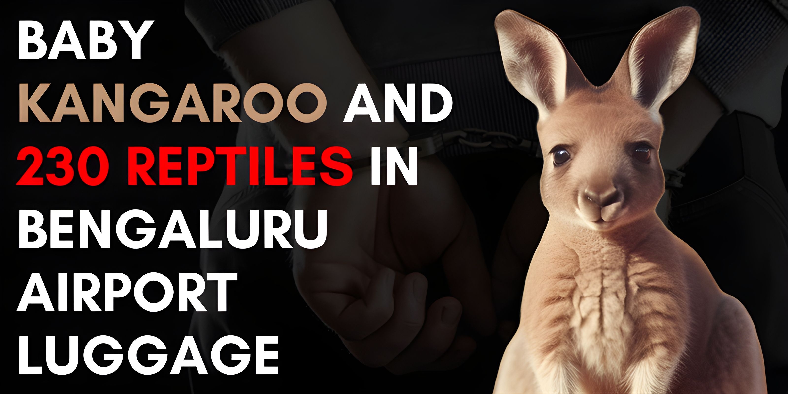 Baby Kangaroo and 230 Reptiles in Bengaluru Airport Luggage