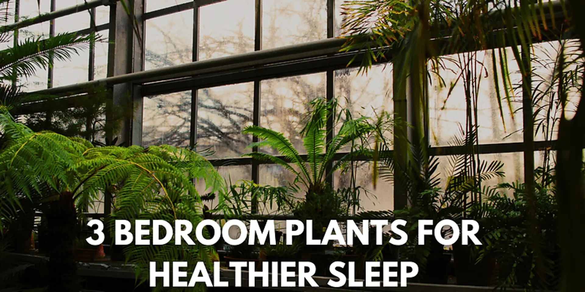 Three Bedroom Plants That Will Change the Way You Sleep Forever