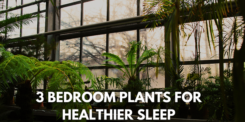 Three Bedroom Plants That Will Change the Way You Sleep Forever

