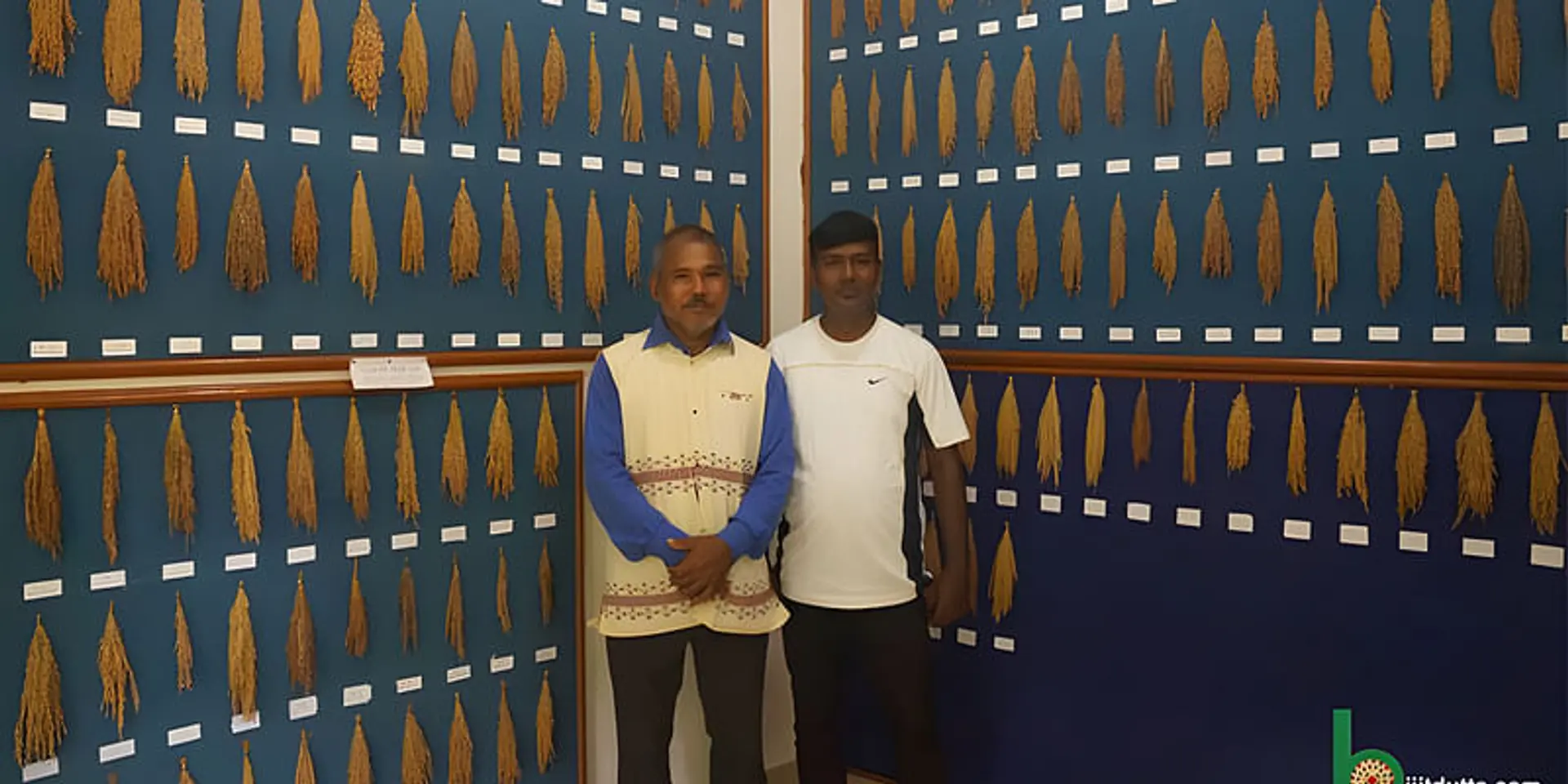 Meet India's 'Rice Librarian': Savior of 500 Indigenous Rice Seeds
