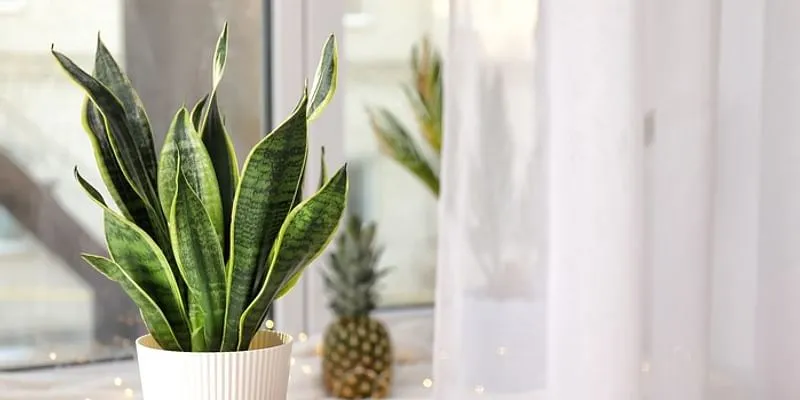 snake plant