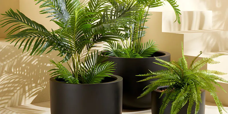 arika palm