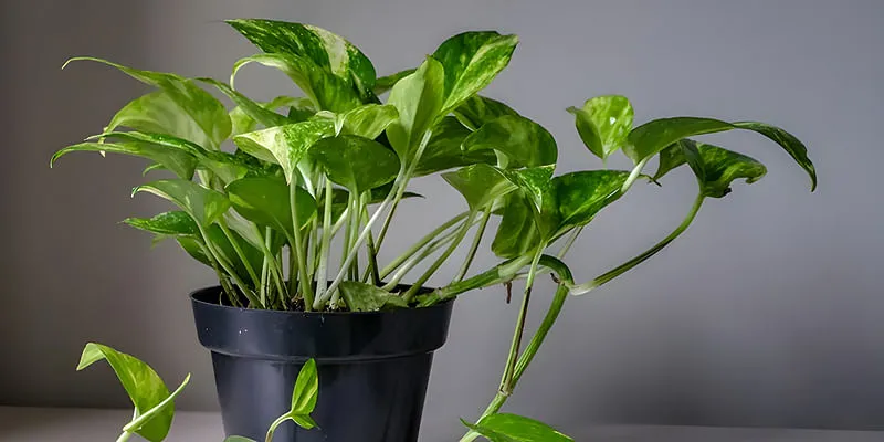 money plant