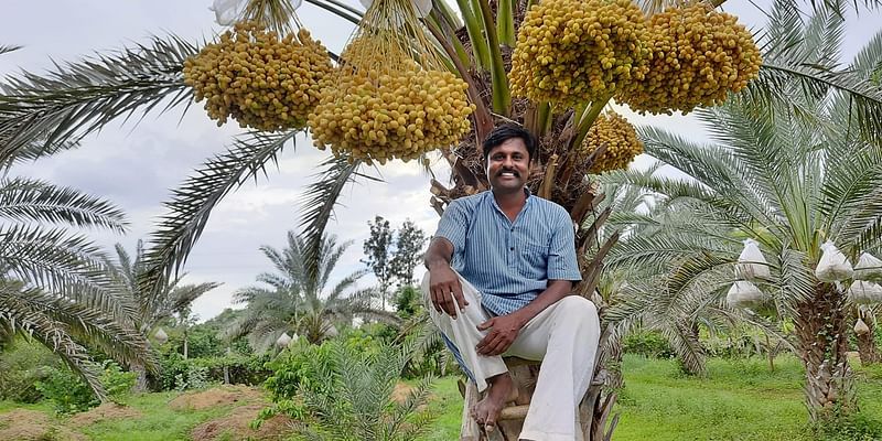 From ISRO Scientist to Organic Date Tycoon: Earning Rs. 6L Per Acre in Profits