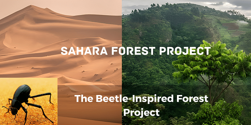 Sahara Desert's Green Transformation: The Beetle-Inspired Forest Project