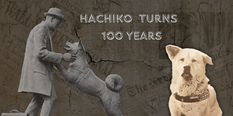 100 Years of Hachiko: The Dog Who Redefined Loyalty
